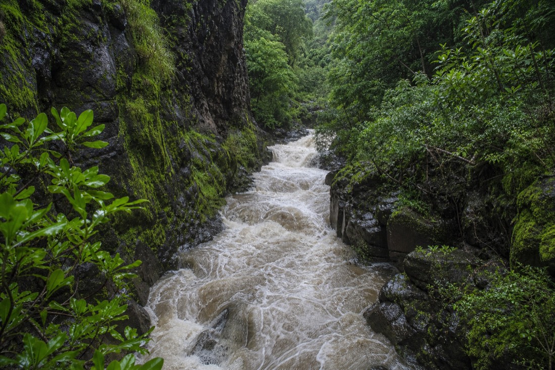 The Wailuku River running fast between mossy basalt walls in the gorge below Boiling Pots after heavy overnight rain